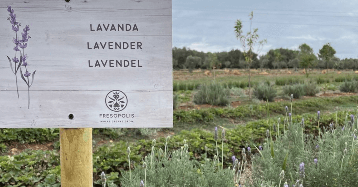 Mallorca - A generous herb garden in the heart of the Mediterranean