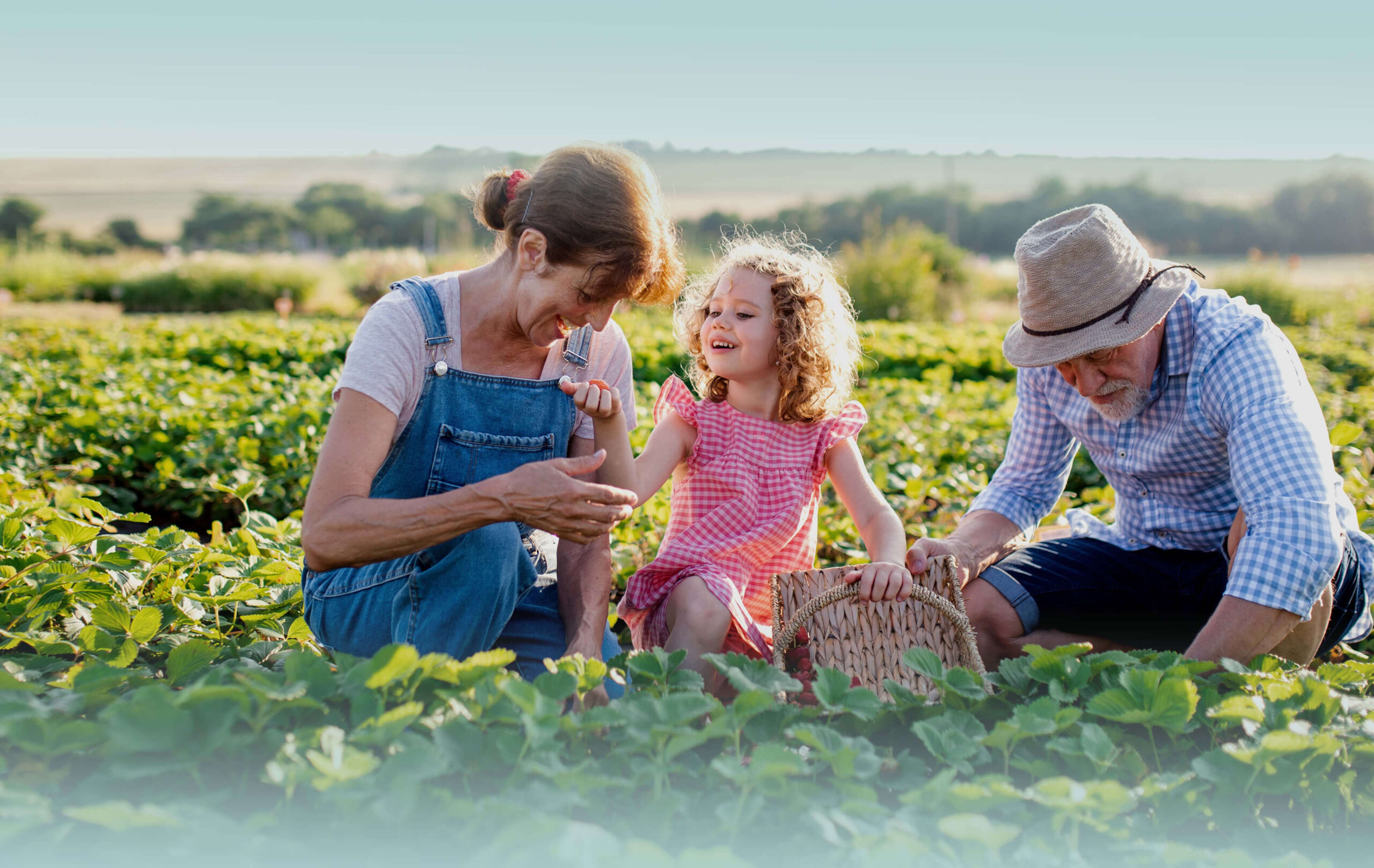 Pick your own berries on our strawberry farm