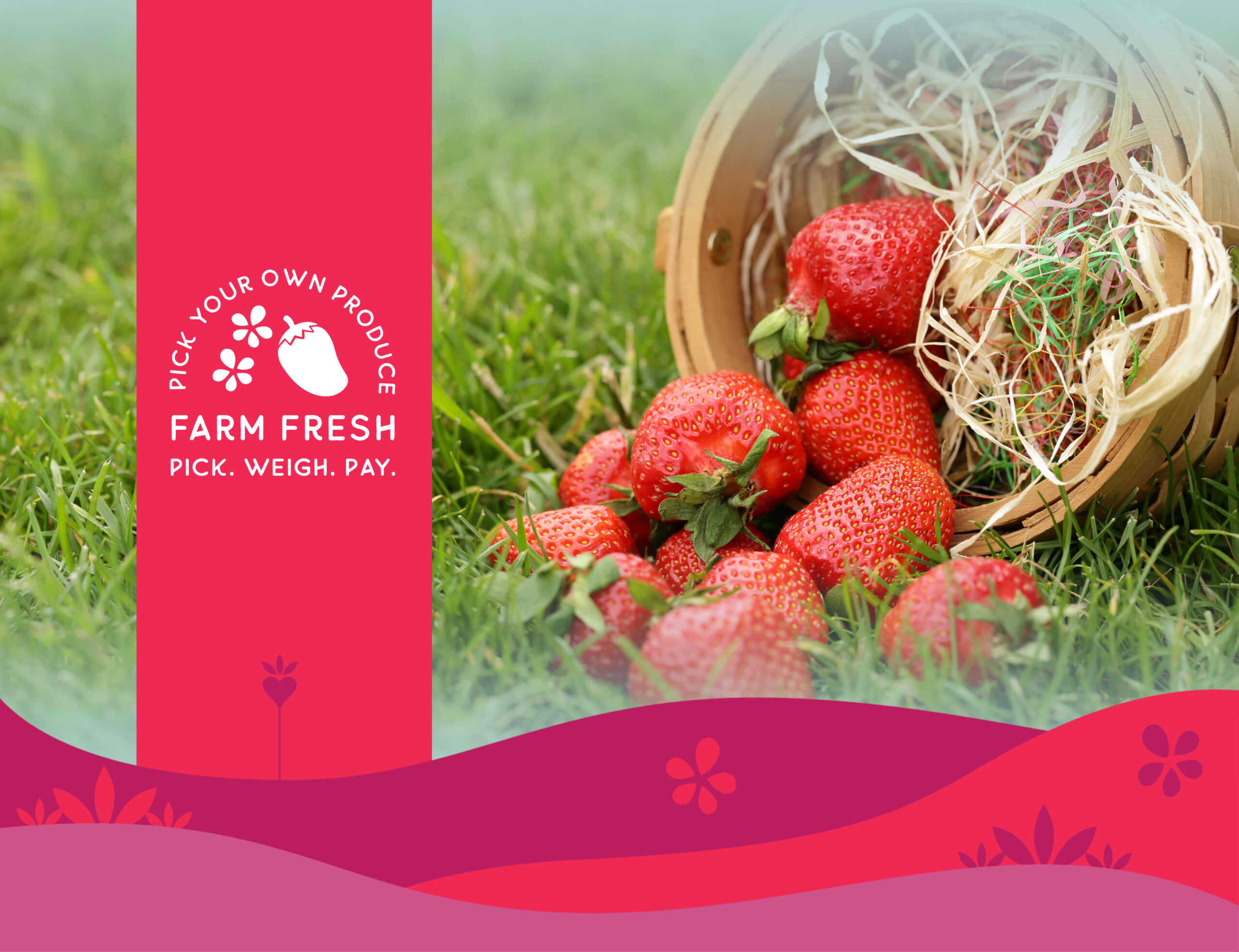 Pick your own berries on our strawberry farm