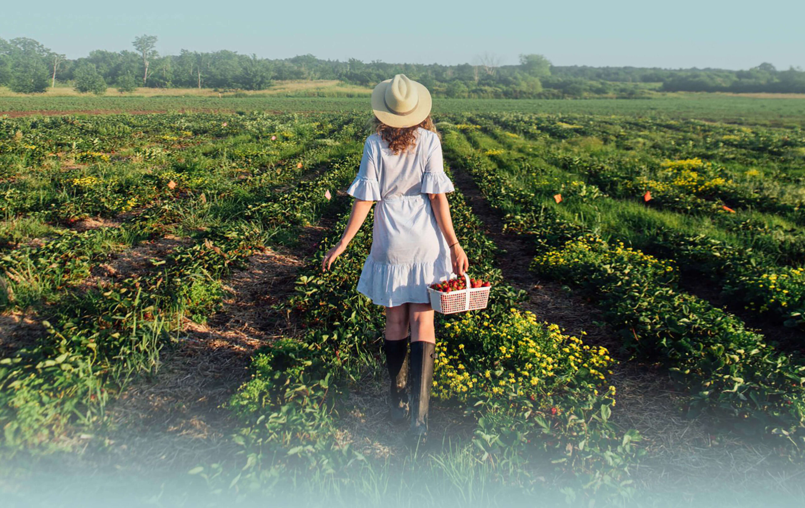 Our strawberry farm: picking, snacking, petting and feeding farm animals too