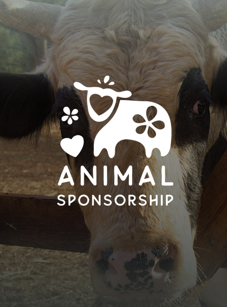 Donation - Animal Sponsorship