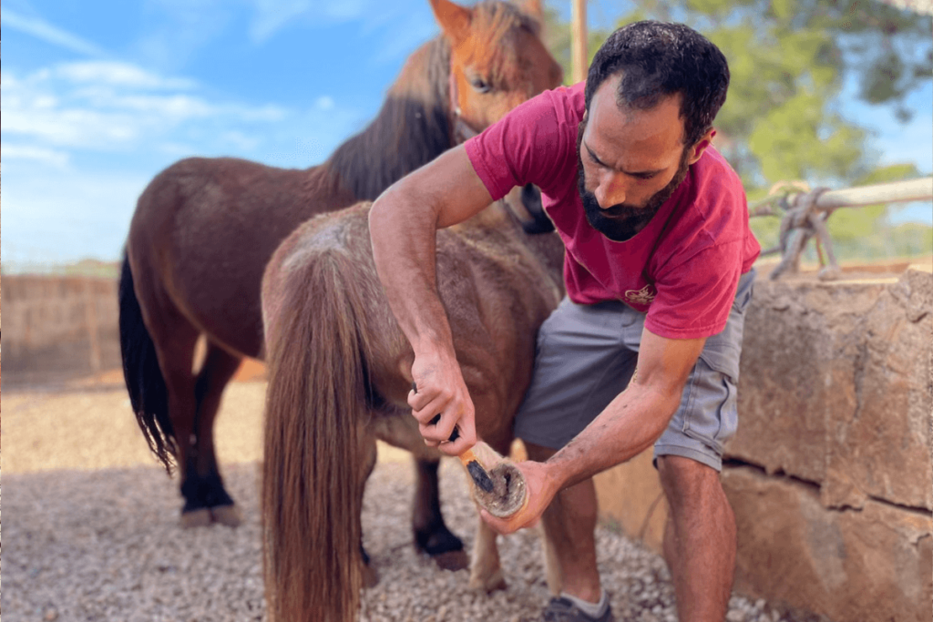 Pony Care