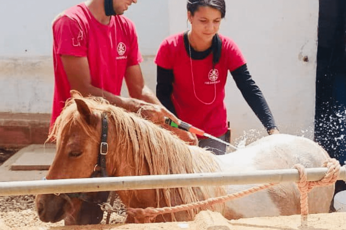 Workshop Pony Shower