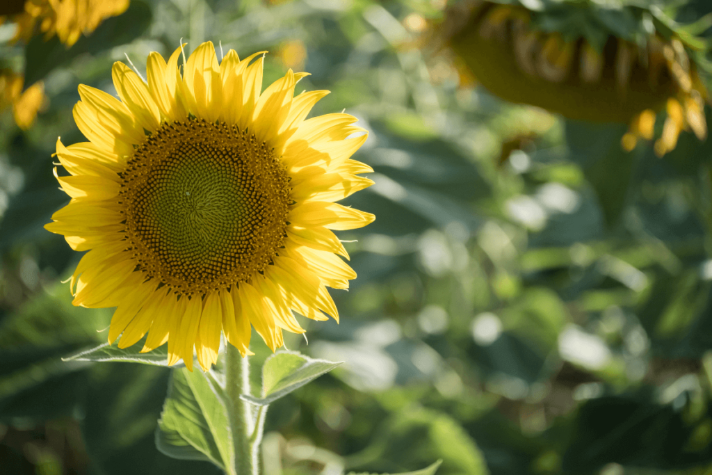 Workshop Sunflowers