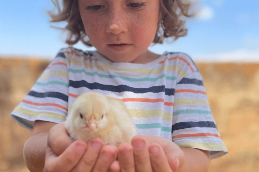 Workshop Sweet little chicks