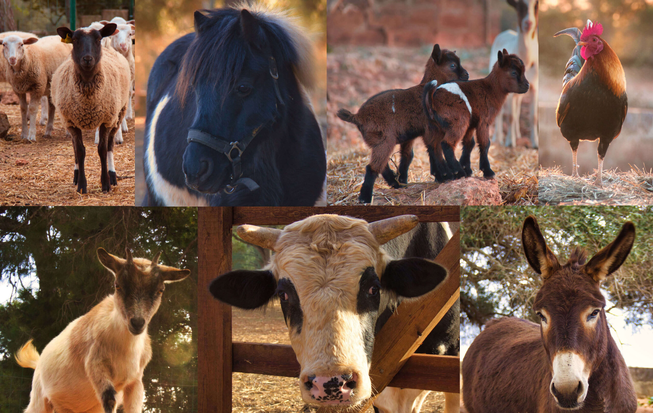 Eine Tierfarm mit Herz und Seele