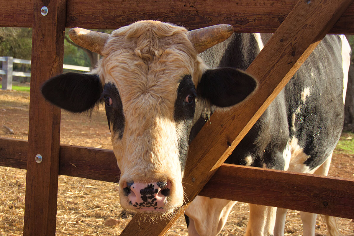 ¿Se celebran corridas de toros en Mallorca?