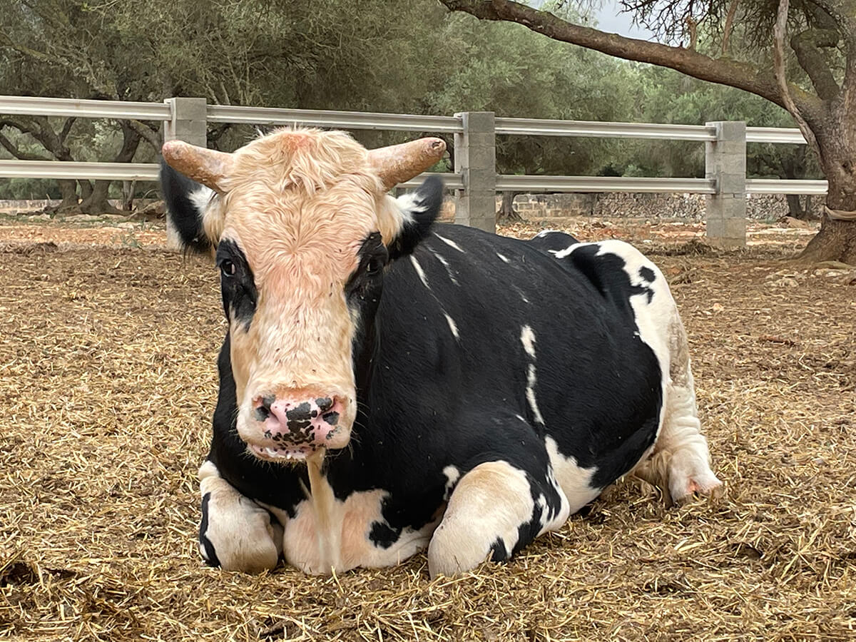 La emocionante historia del rescate de nuestro toro Ferdinando