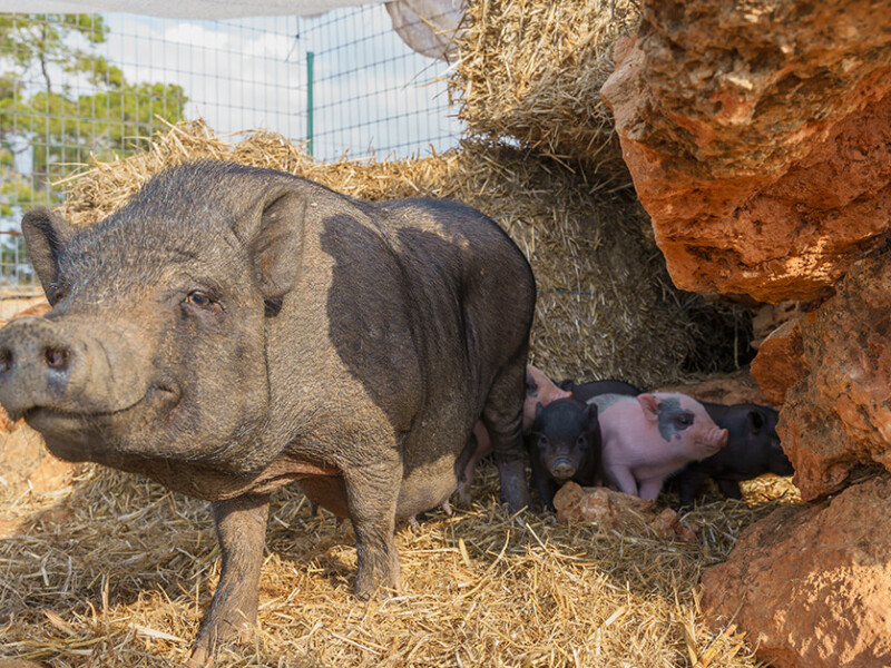 Visit Fresopolis Mallorca and learn about farm animals!