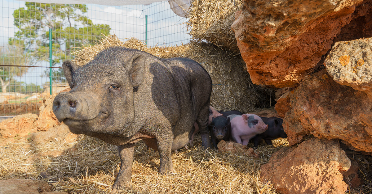 Visita nuestra granja escuela para familias en Mallorca!