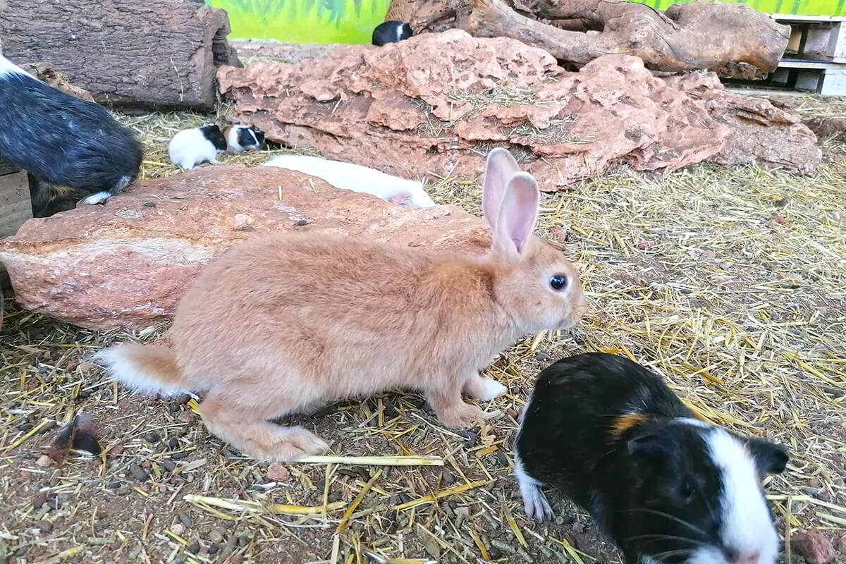 Besuche unser Kaninchengehege auf Fresopolis - Du wirst Dich schnell in einen unserer süßen Langohren verlieben
