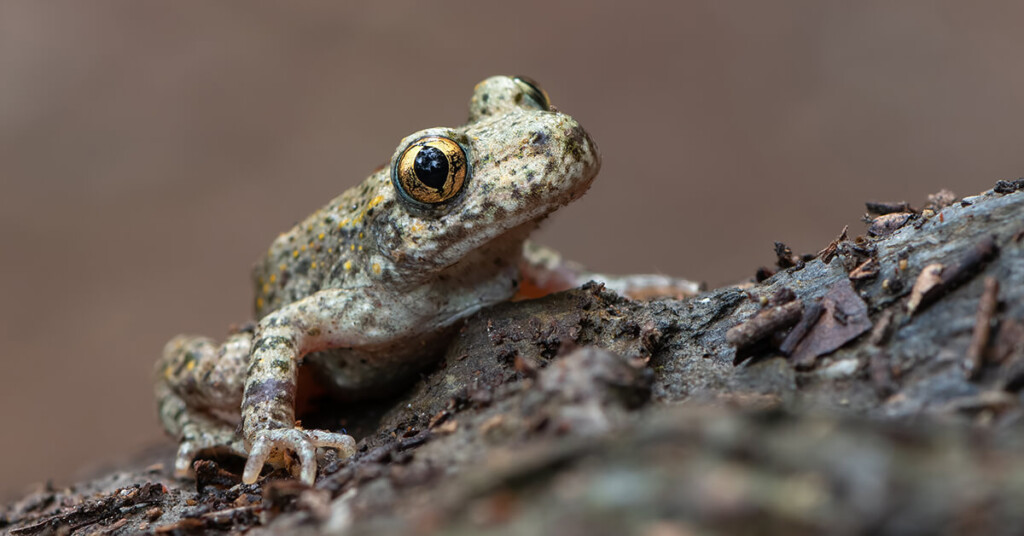 Species protection in Mallorca: a toad fights for survival