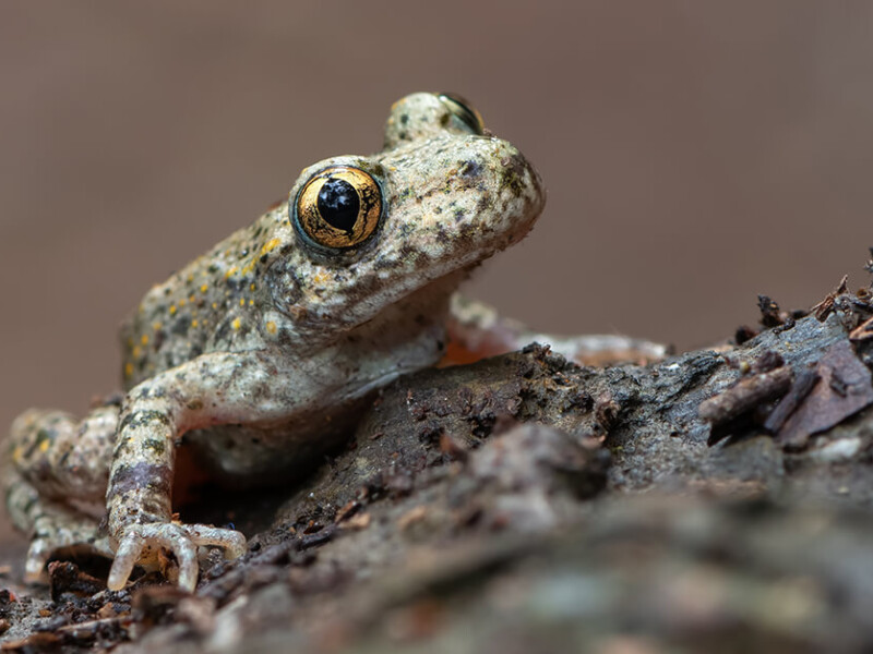 Species protection in Mallorca: a toad fights for survival