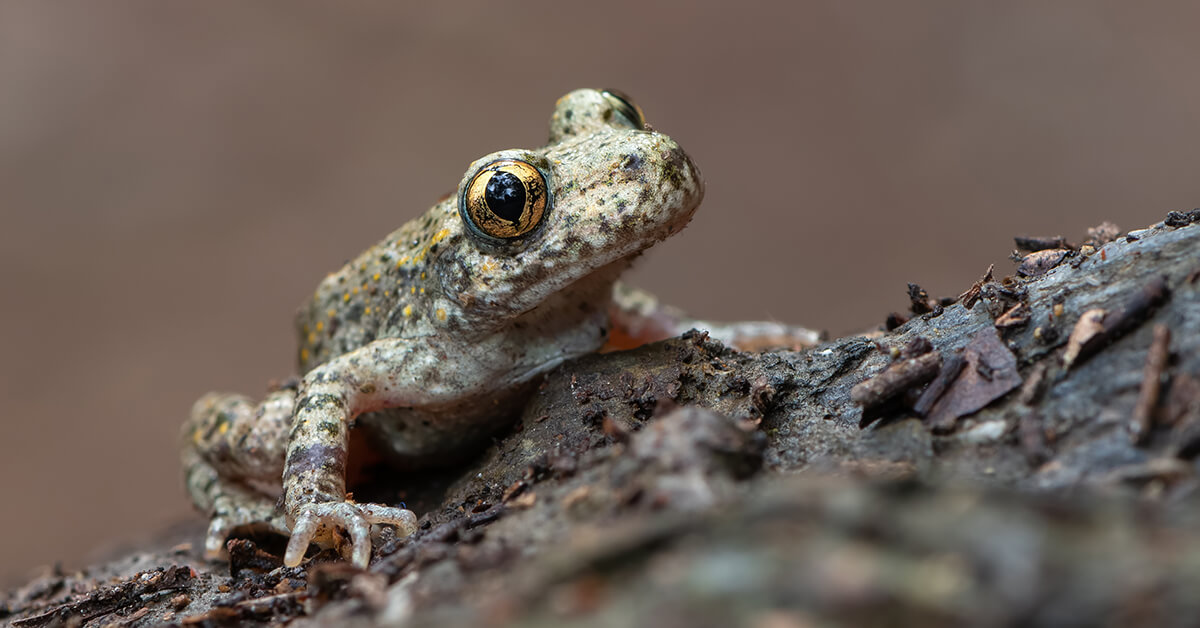 Endemic animals on Mallorca - the Mallorcan midwife toad