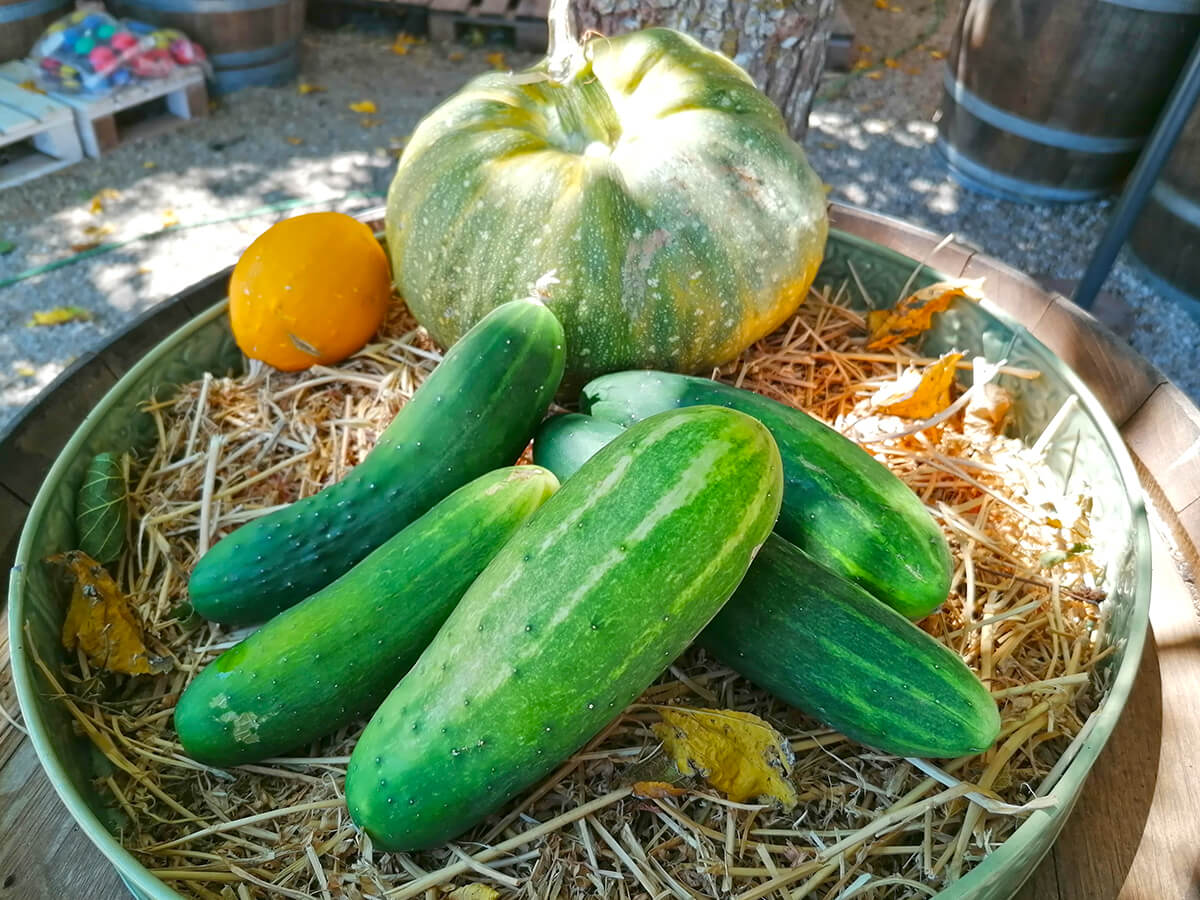 Fresh cucumbers from organic farming are also available at our farm in Mallorca