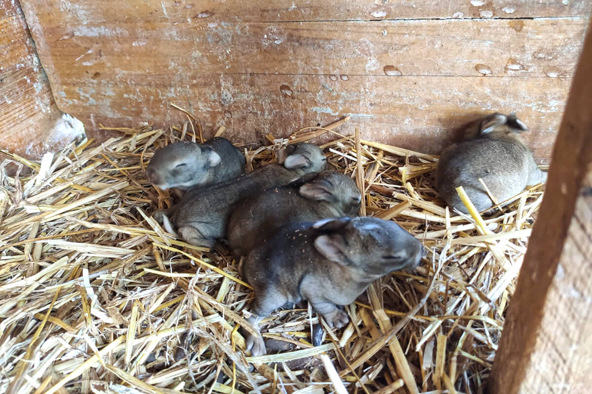 Los conejos enanos son animales sociables y se reproducen rápidamente