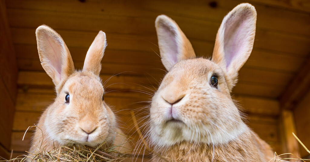 Pet rabbits This is what you should know before