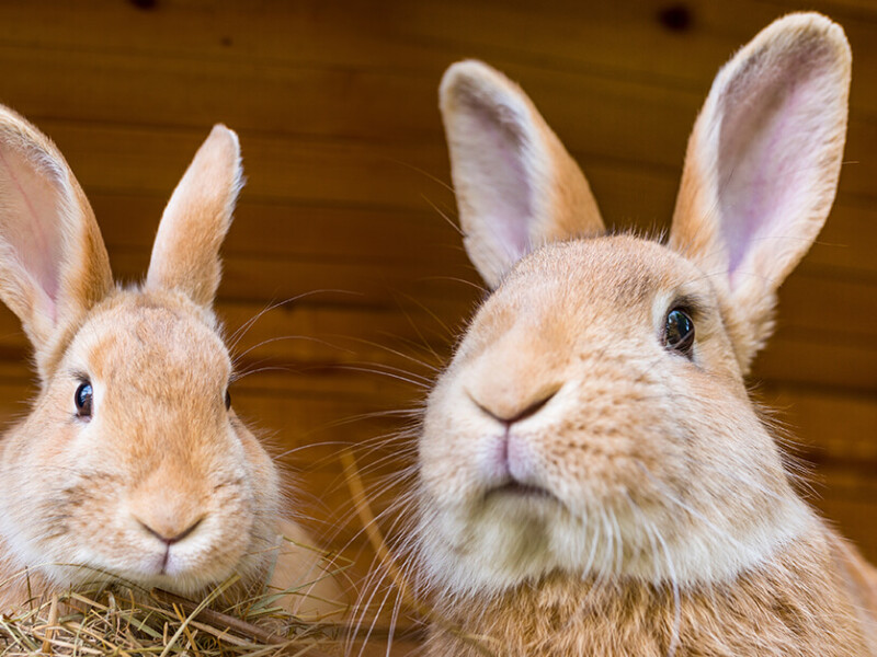 Pet rabbits This is what you should know before