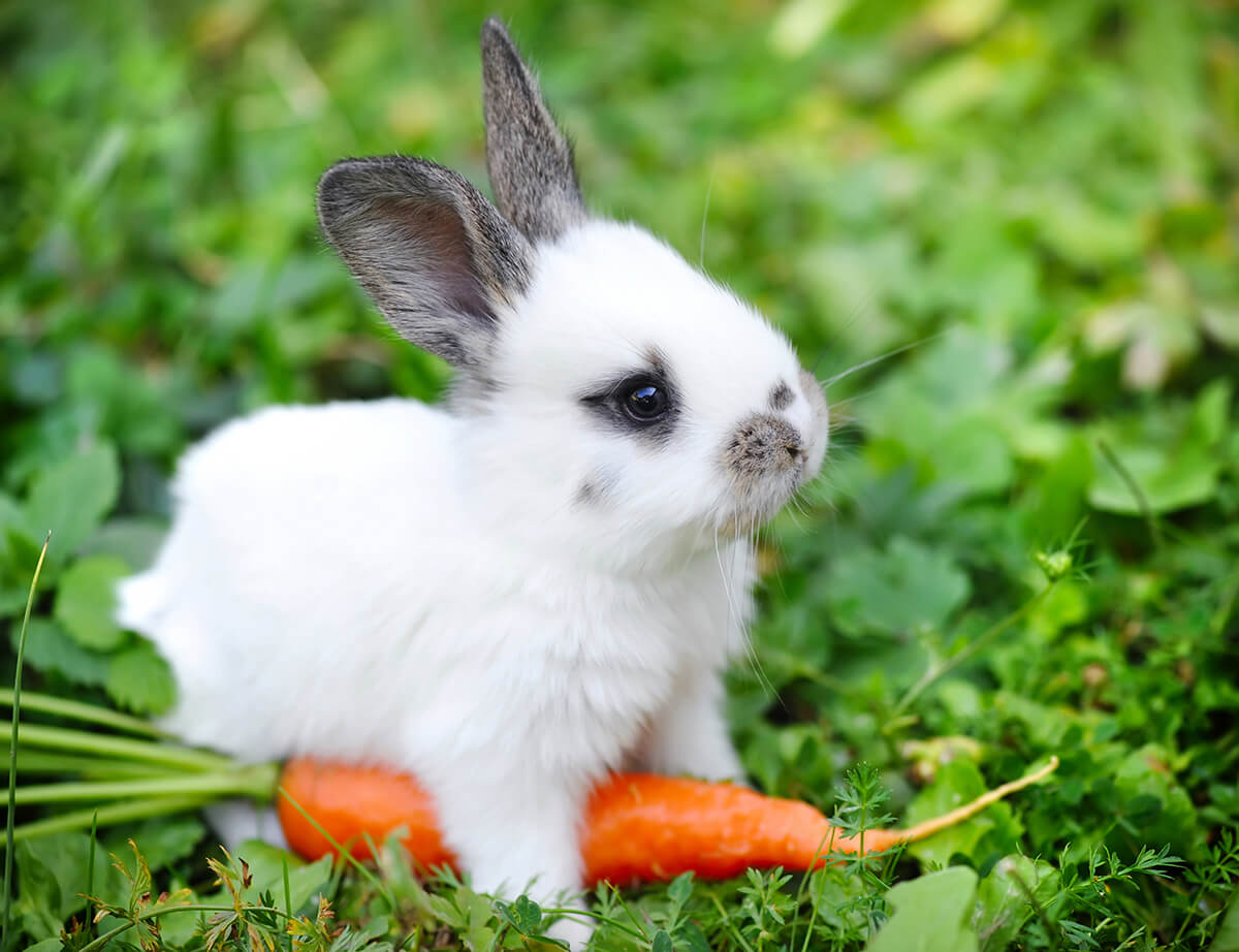 Rabbits always need fresh food and water