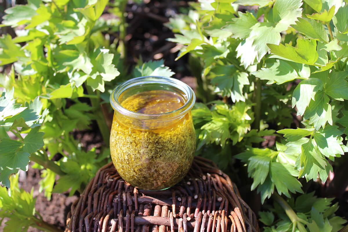 Healthy seasoning sauce made from lovage
