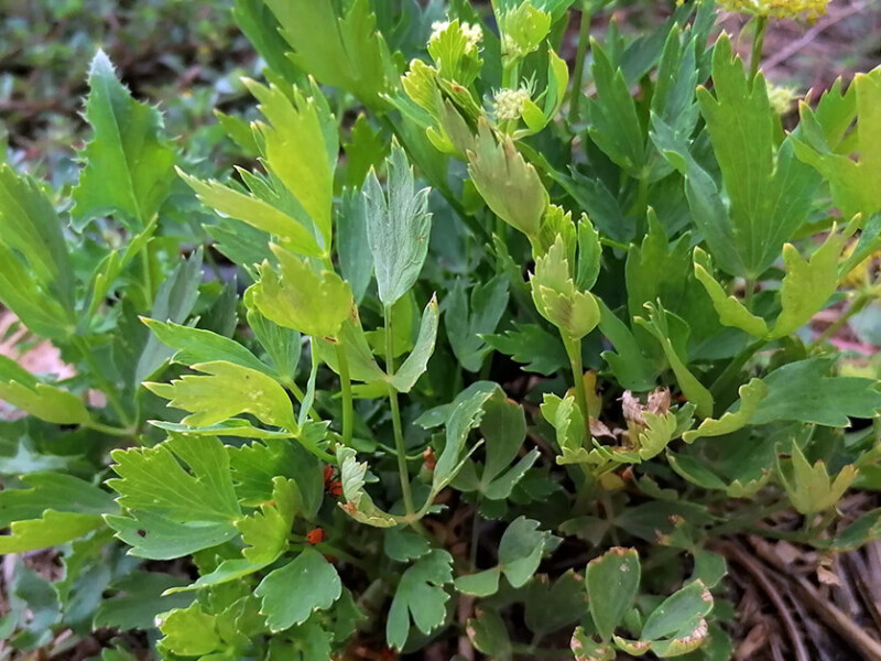 Lovage an underestimated jewel in our herb garden