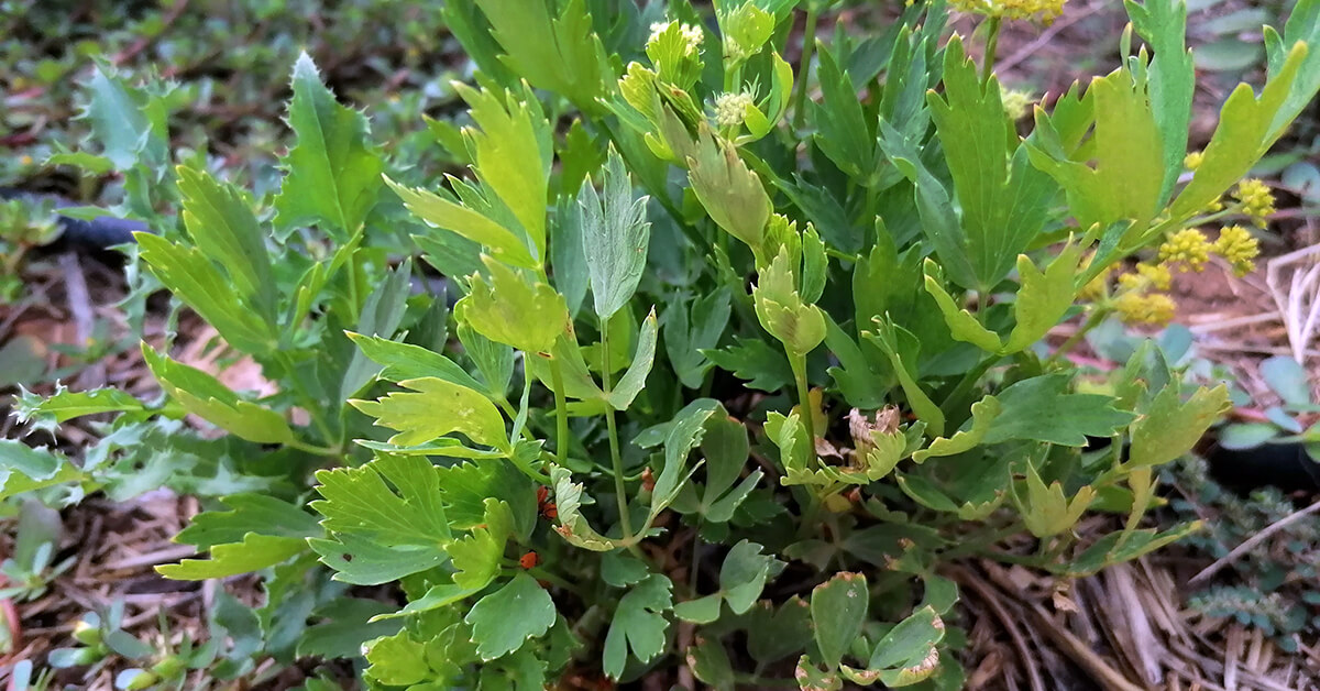 Lovage an underestimated jewel in our herb garden