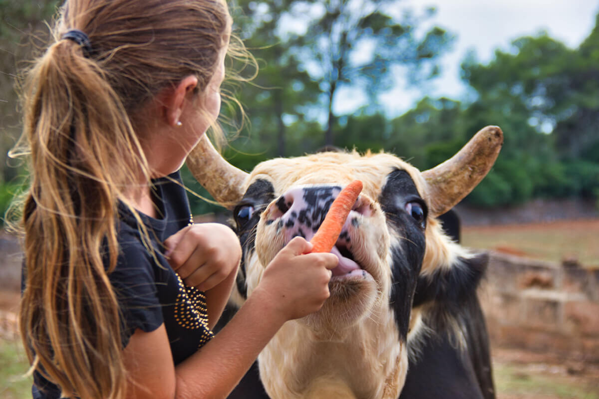 3 Interaction with animals strengthens children's self-esteem