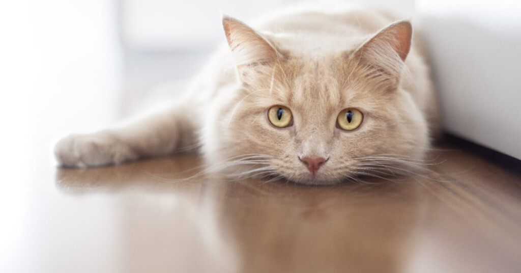 5 fascinating fun facts about cats