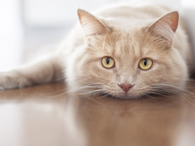 5 fascinating fun facts about cats