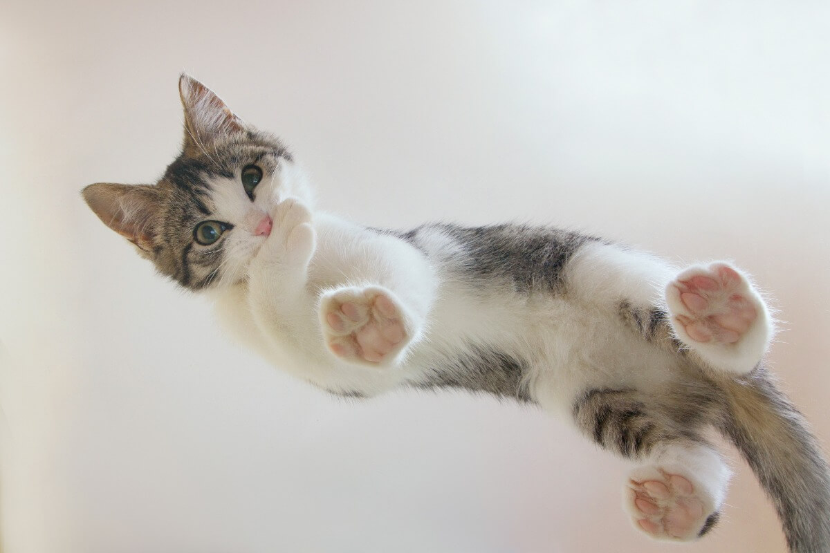 Cats can move without making a noise