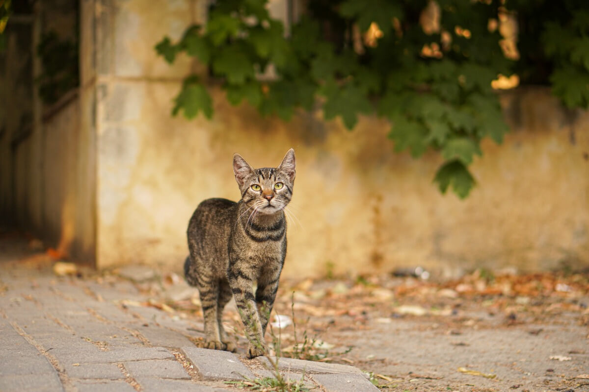 Cats have an excellently developed sense of direction