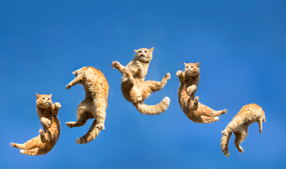 Katzen landen immer auf ihren 4 Pfoten - ein Mythos