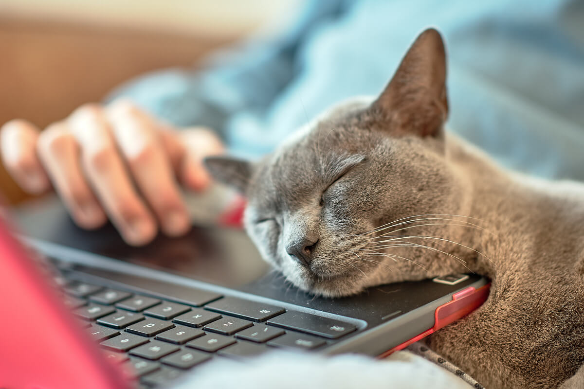 Katzen “verschlafen” knapp 70 % des Tages