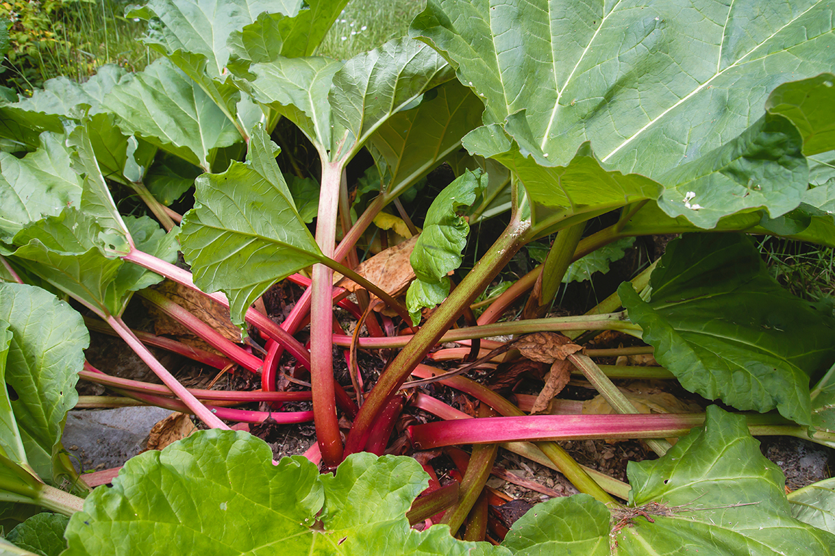 Where can I get fresh rhubarb on Mallorca? And where do I get the best strawberries?