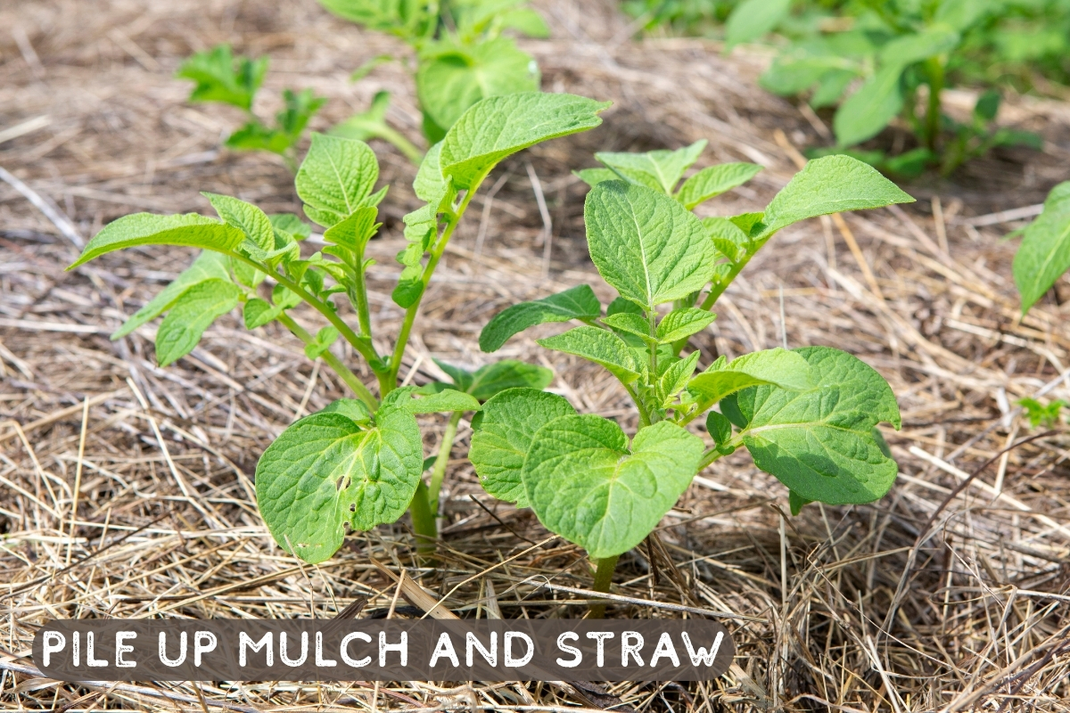 Mulch and straw