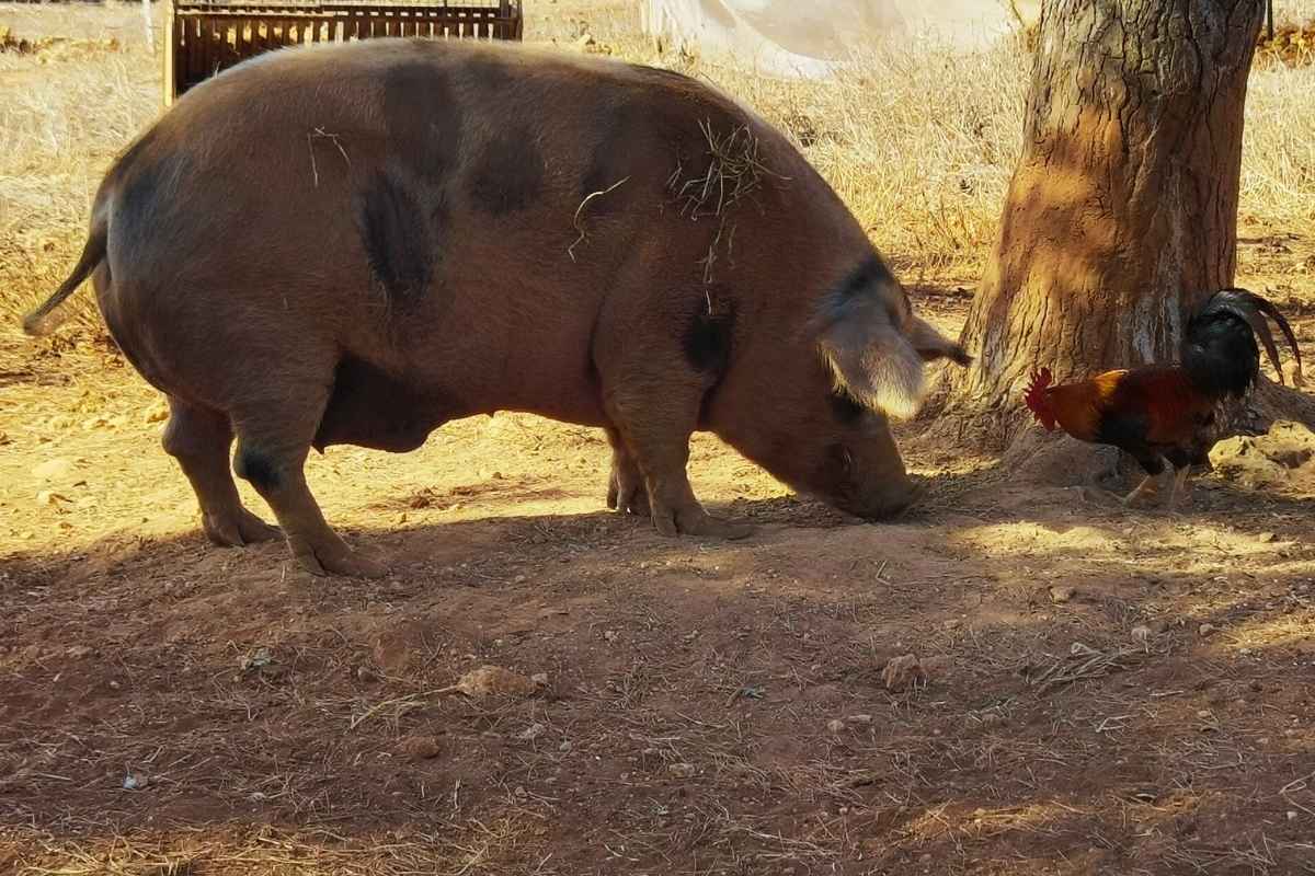 glücklicher Ferdinand