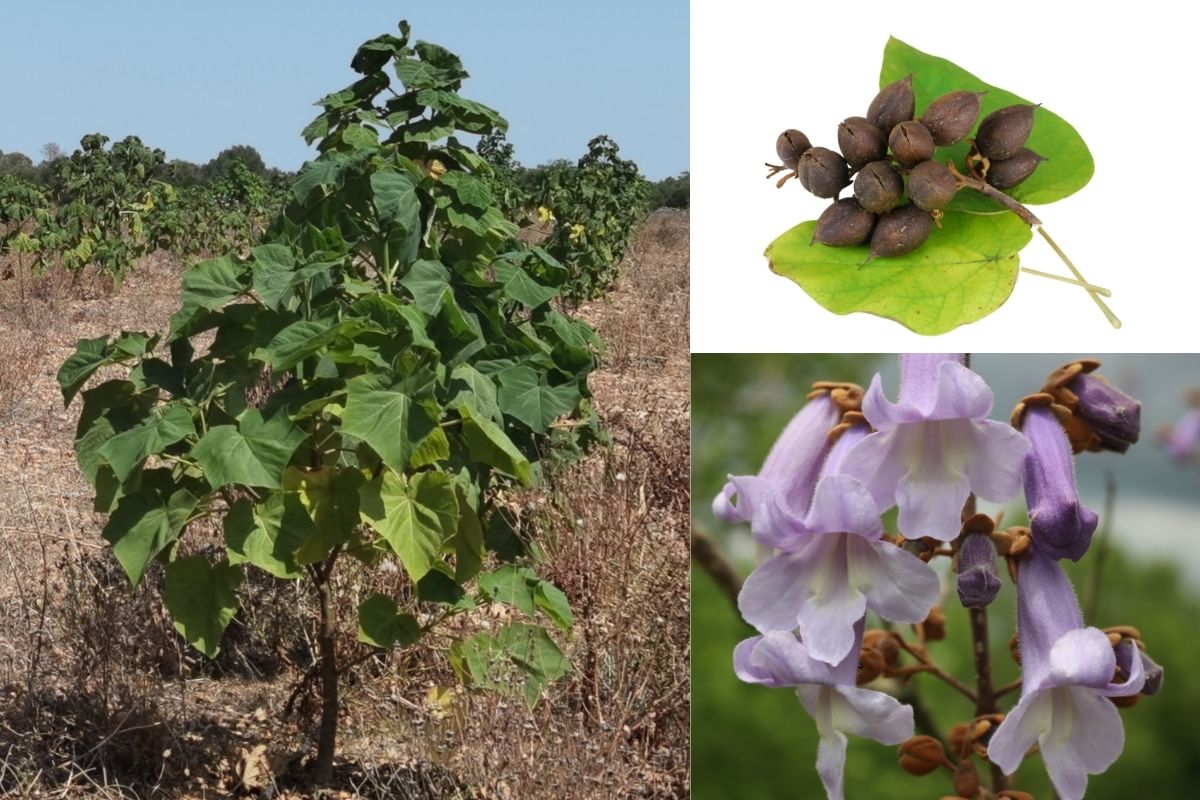 Paulownia