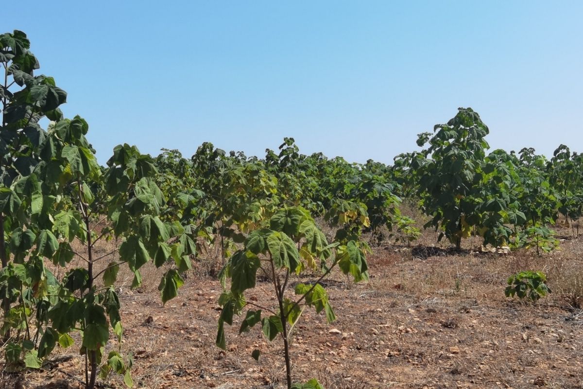 Paulownia Feld
