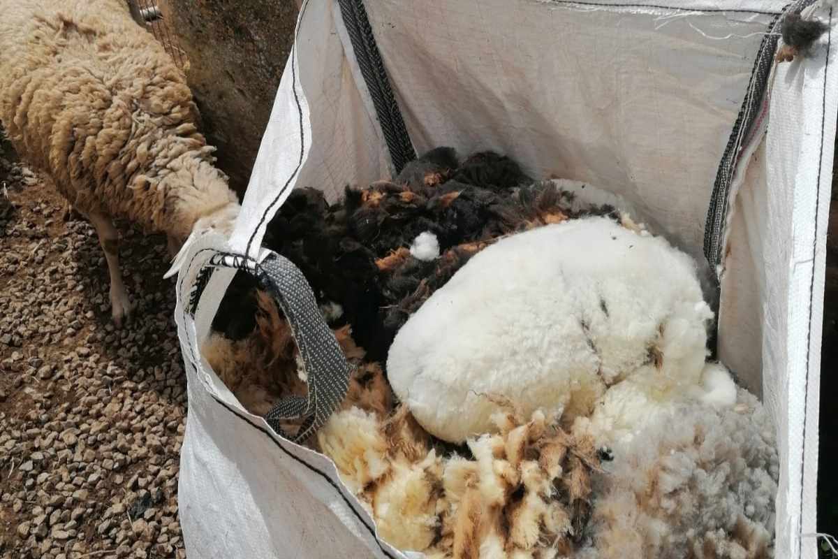 Schafwolle im Sack