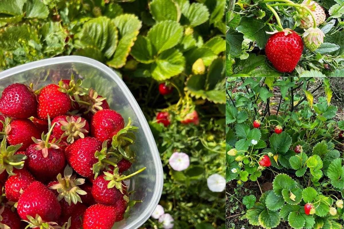 Erdbeerernte Erdbeerernte