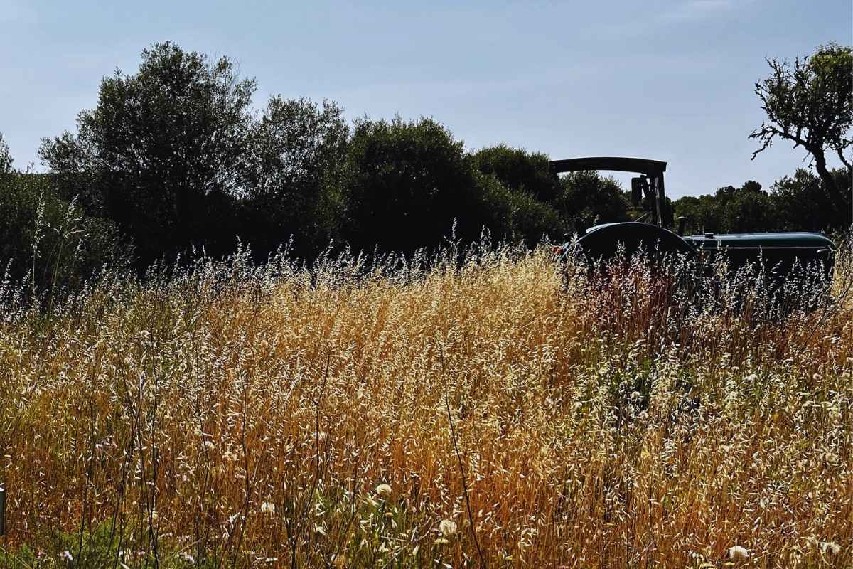 Feld mit Traktor