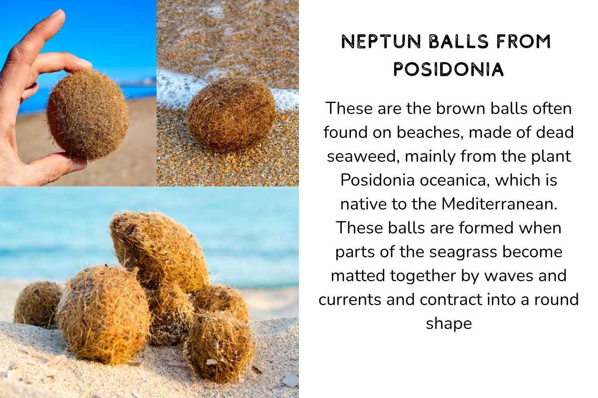 Neptunbälle