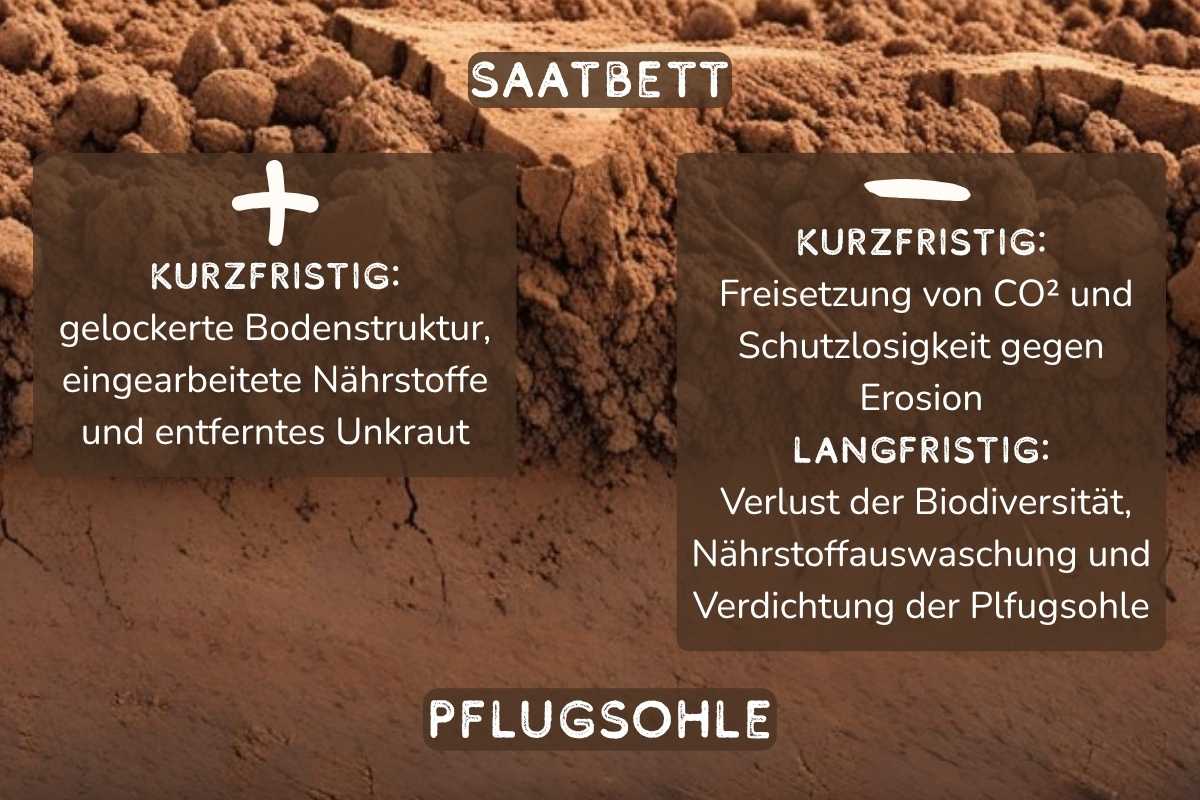 Saatbett
