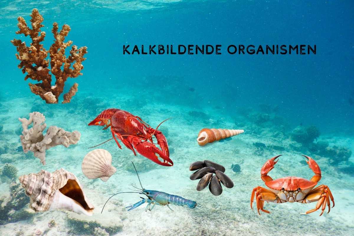 Kalkbildende Organismen