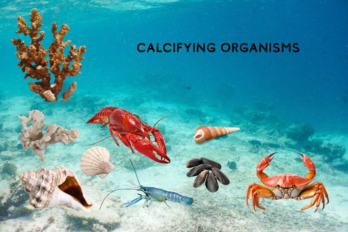 Kalkbildende Organismen