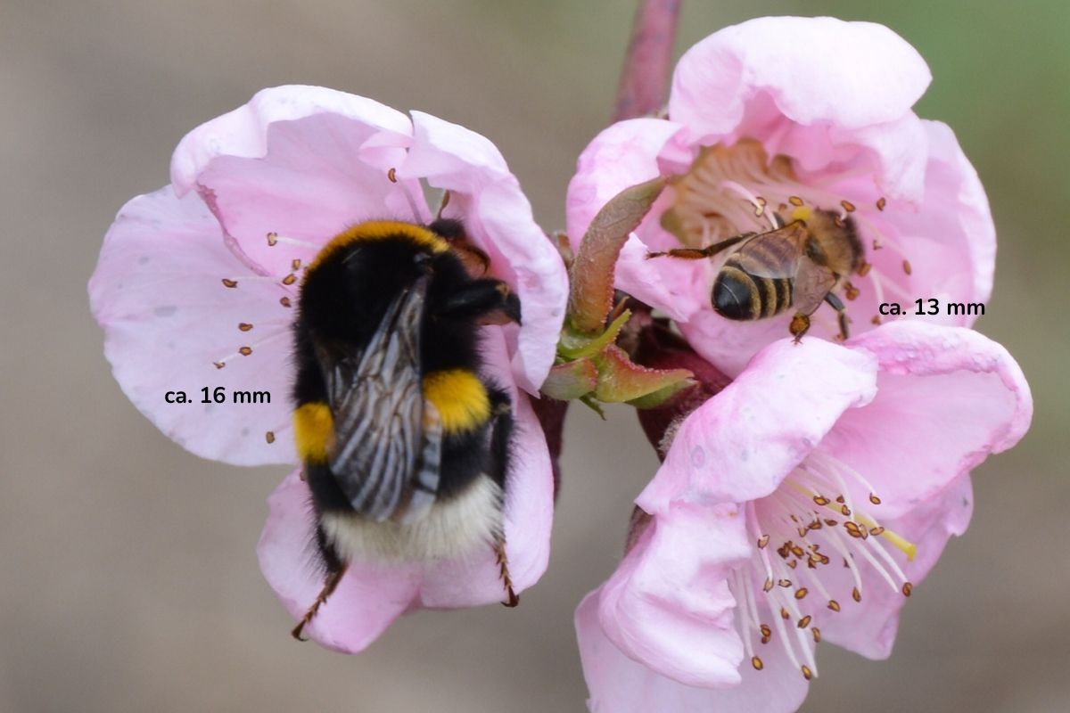 Hummel vs. Biene Hummel vs. Biene