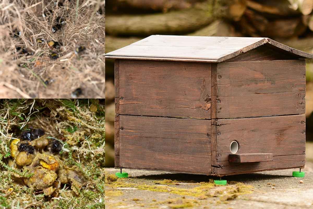 Hummel Nistkästen Hummel Nistkästen